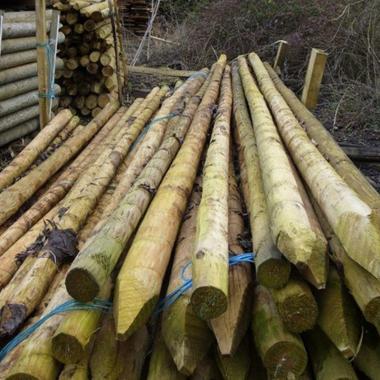 Peeled and Pointed Pine Posts and Stakes